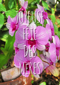 Fleurs exquises pour c&eacute;l&eacute;brer maman
